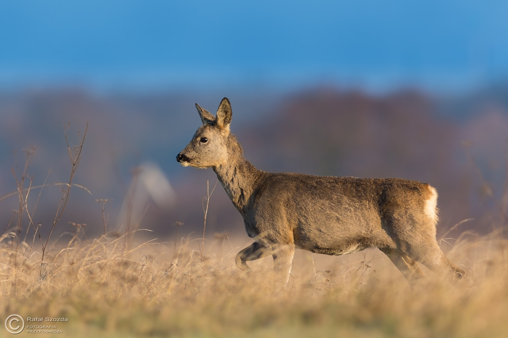 Sarna, Roe (Capreolus capreolus) ...