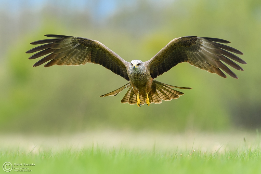Kania Czarna, Black Kite (Milvus migrans) ... 2017r