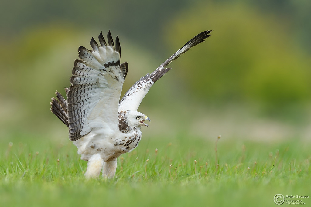 Myszo��w, Common Buzzard (Buteo buteo) ... 2017r