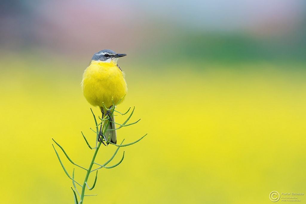 Pliszka ��ta, Yellow Wagtail (Motacilla flava) ...
