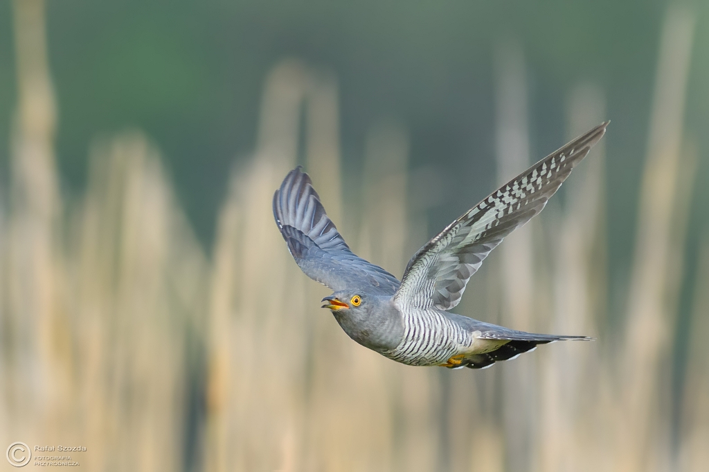 Kuku�ka, Common Cuckoo (Cuculus canorus) ... 2017r