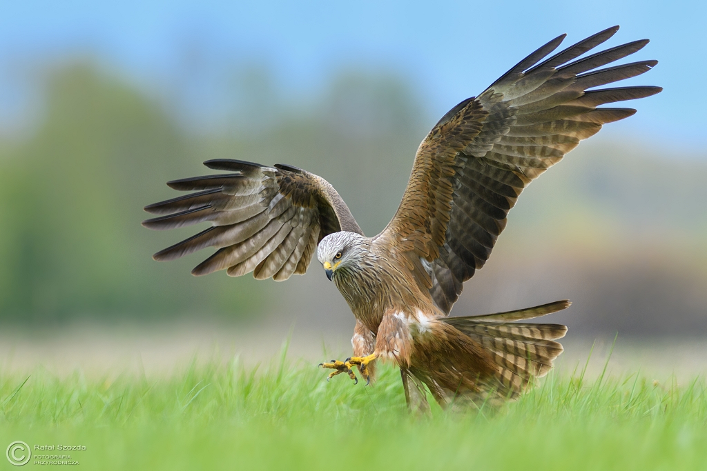 Kania Czarna, Black Kite (Milvus migrans) ... 2017r