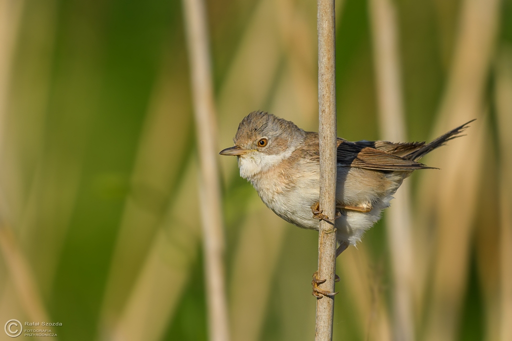 Cierni�wka, Common Whitethroat (Sylvia communis) ... 2017r