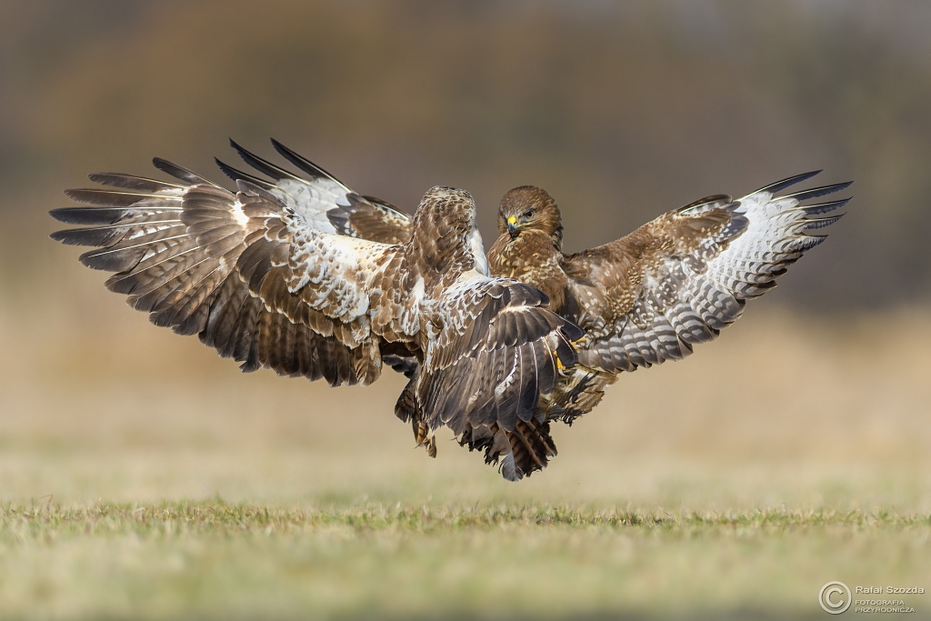 Myszo�owy, Common Buzzard (Buteo buteo) ... 2017r