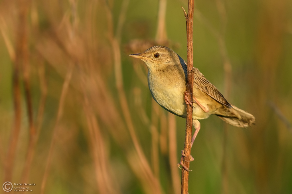 �wierszczak, Common Grasshopper-Warbler (Locustella naevia) ... 2017r