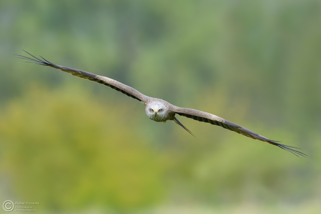 Kania Czarna, Black Kite (Milvus migrans) ... 2017r