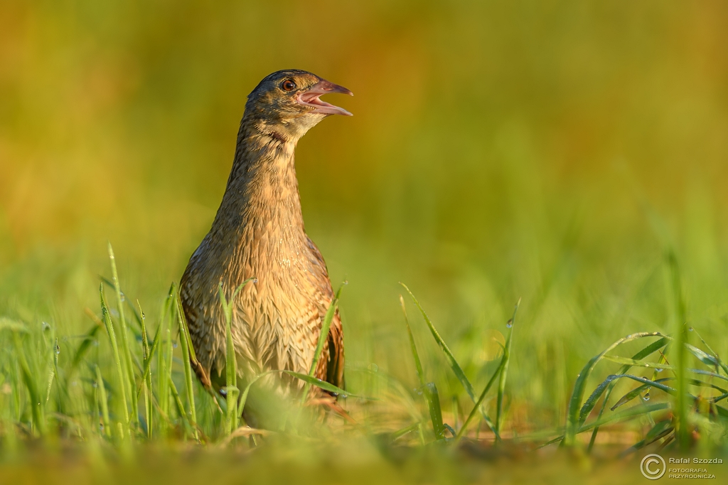 Derkacz, Corn Crake (Crex crex) ... 2017r