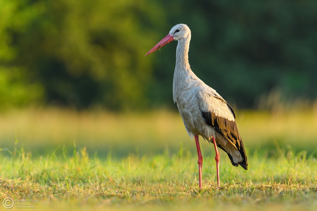 Bocian biay, White Stork (Ciconia ciconia) ... 2017r