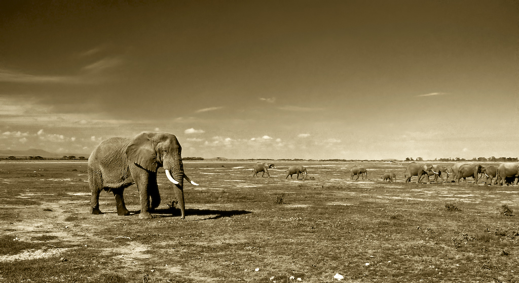 S�onie z Amboseli