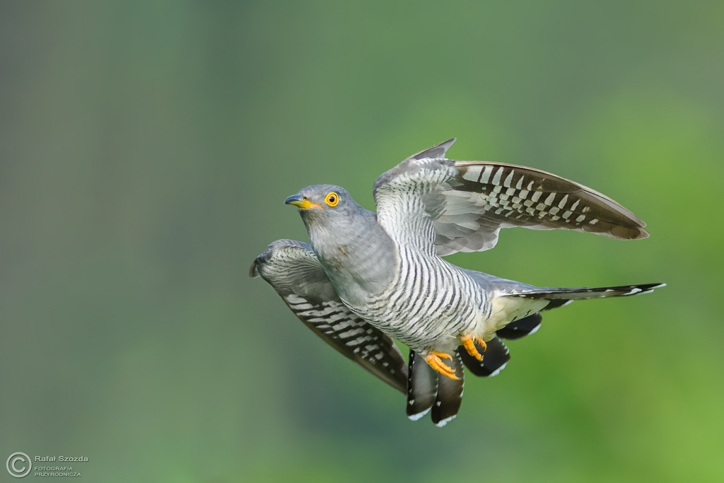 Kukuka, Common Cuckoo (Cuculus canorus) ... 2017r