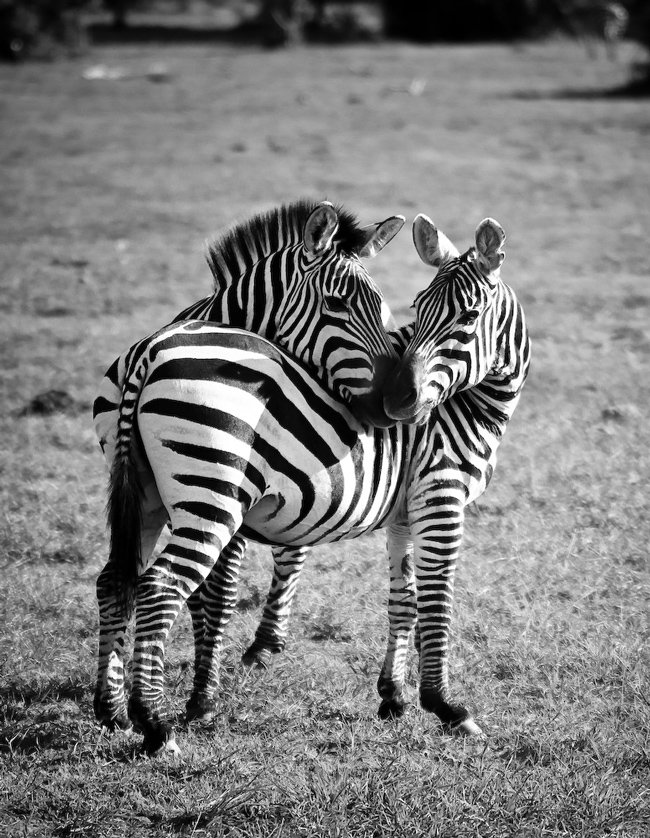 Love In Africa