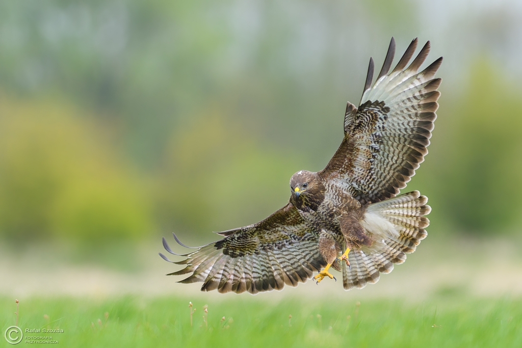 Myszow, Common Buzzard (Buteo buteo) ... 2017r
