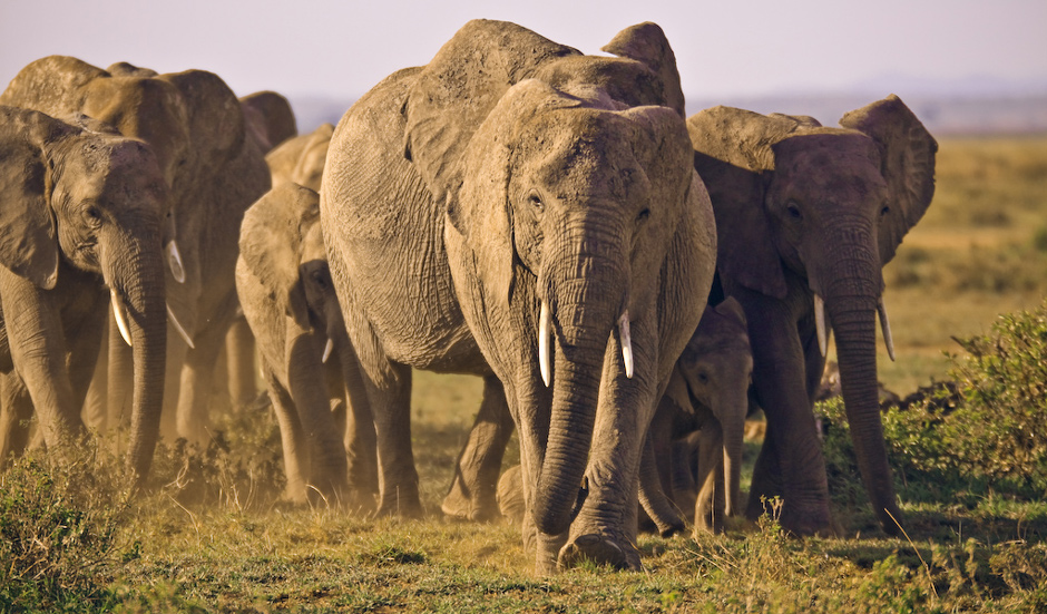 S�onie z Amboseli