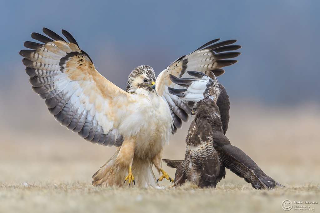 Boss - Myszow, Common Buzzard (Buteo buteo) ... 2017r