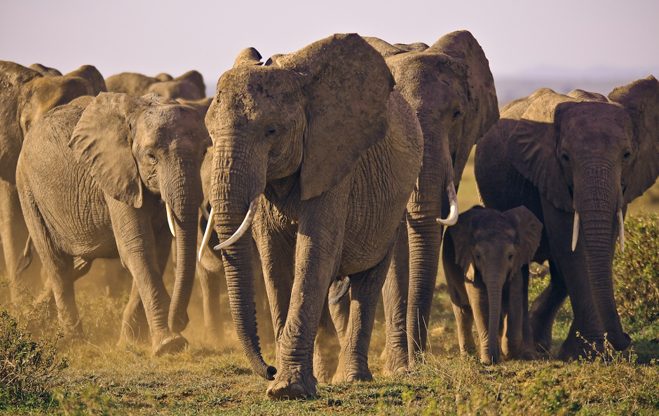 S�onie z Amboseli