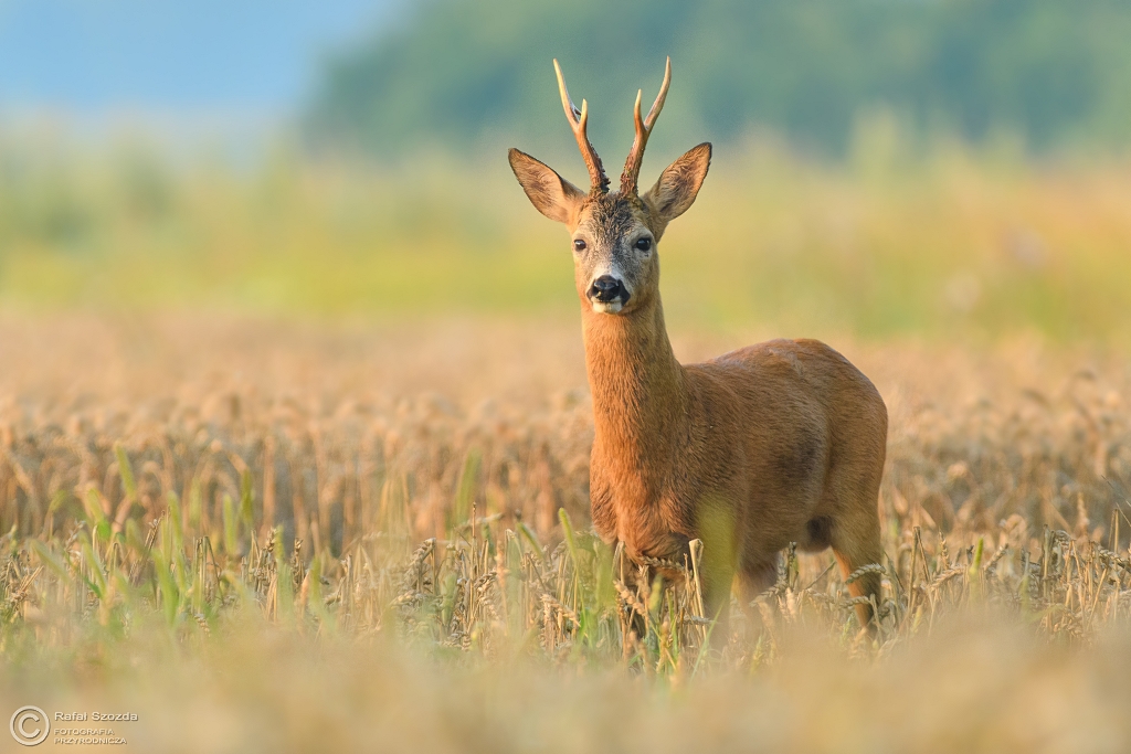Rogacz, Roe (Capreolus capreolus) ... 2017r