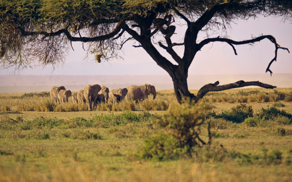 S�onie z Amboseli