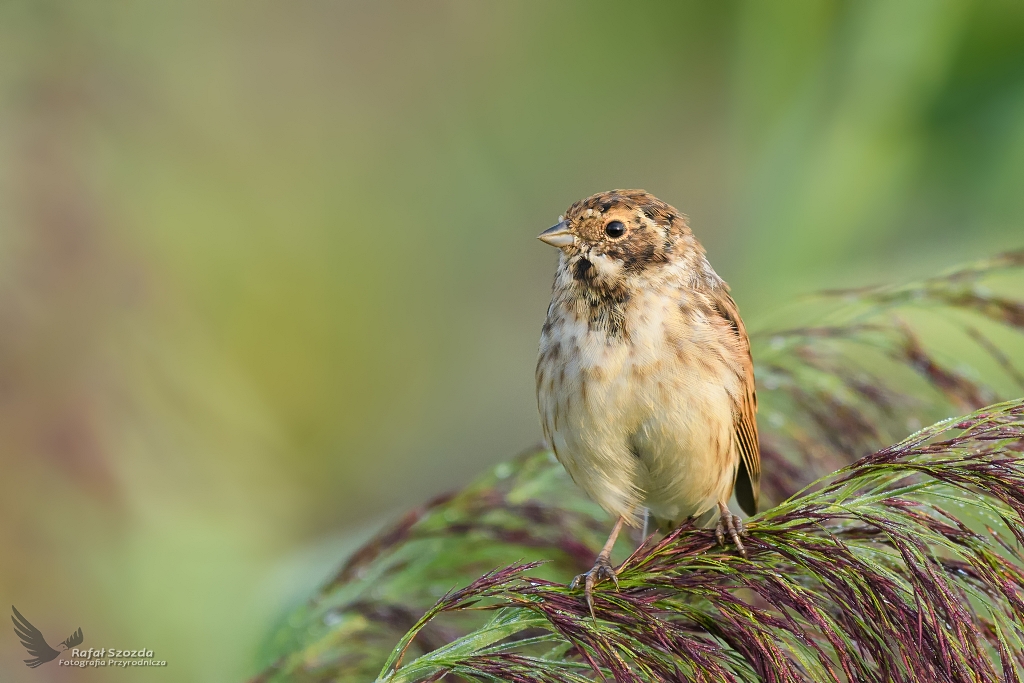 Potrzos, Reed Bunting (Emberiza schoeniclus) ... 2017r