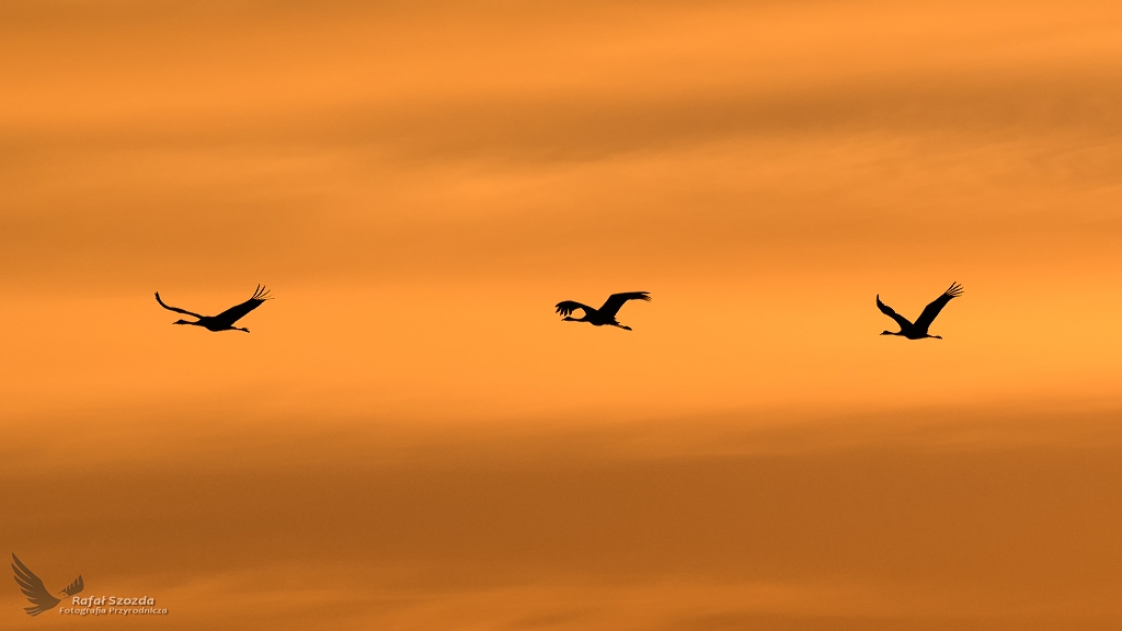 urawie, Common Crane (Grus grus) ... 2017r