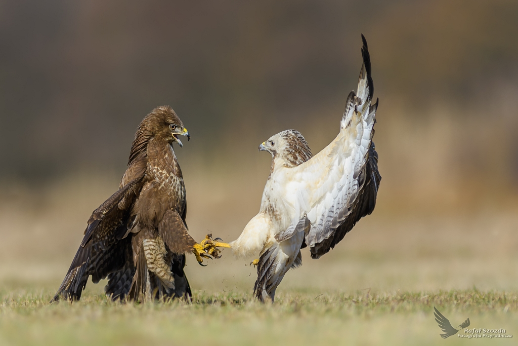 Myszow, Common Buzzard (Buteo buteo) ...   2017r