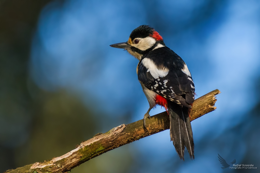 Dzicio Duy, Great Spotted Woodpecker (Dendrocopos major) ...