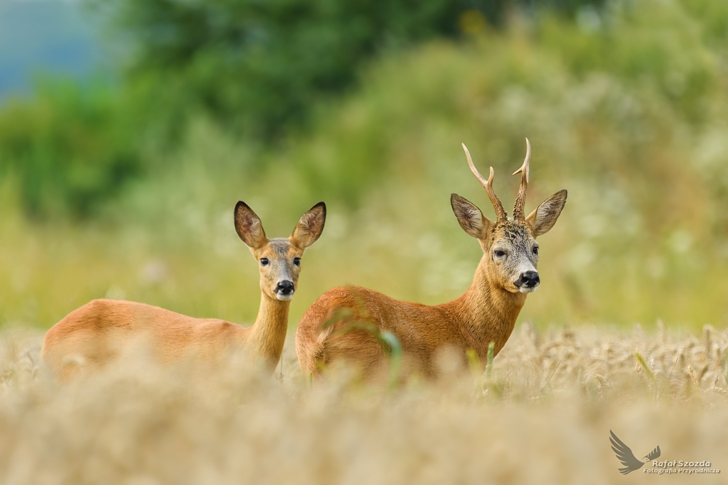 Rogacz i Koza, Roe (Capreolus capreolus) ... 2017r