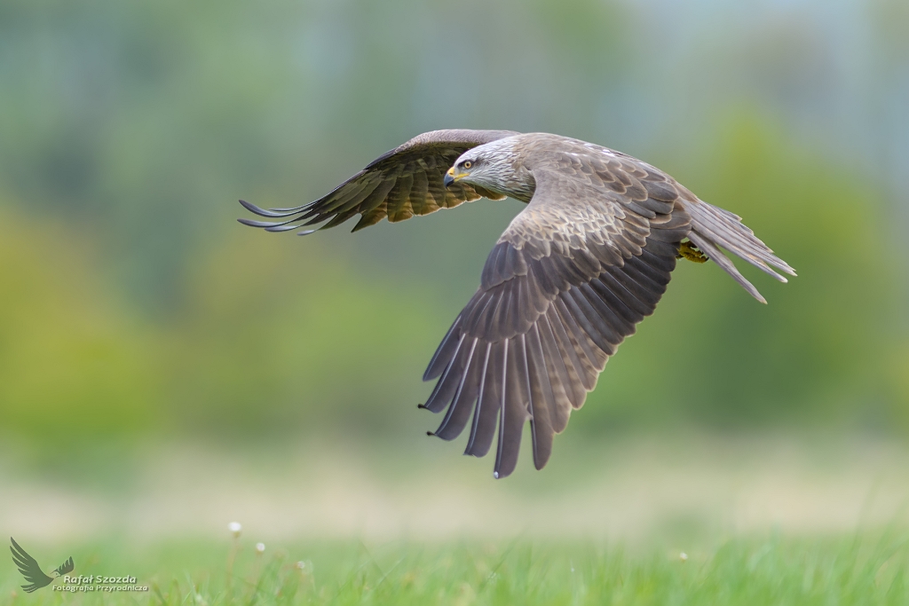 Kania Czarna, Black Kite (Milvus migrans) ... 2017r