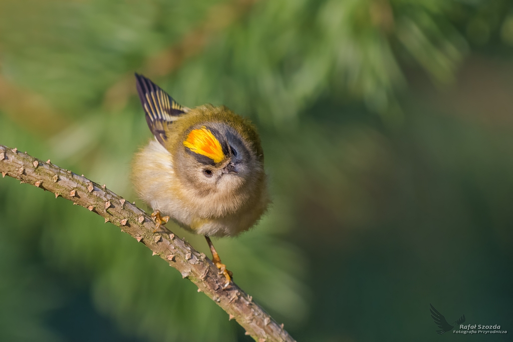 Mysikrlik, Goldcrest (Regulus regulus) ...