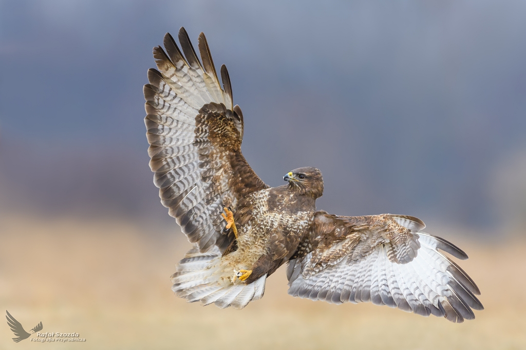 Myszow, Common Buzzard (Buteo buteo) ... 2017r