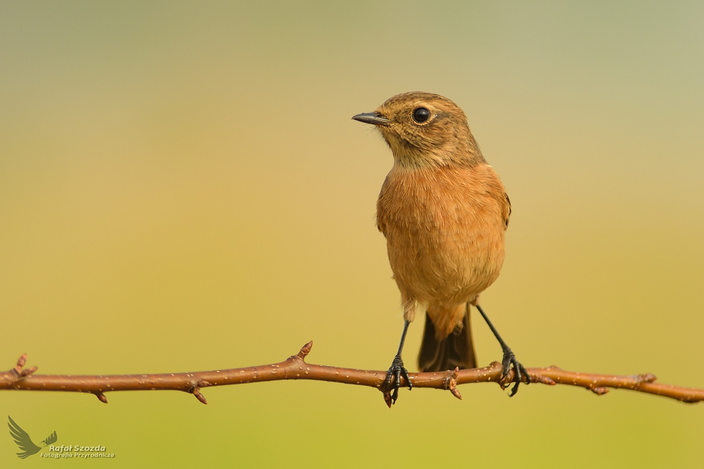 Klskawka, Stonechat (Saxicola rubicola) ... 2017r