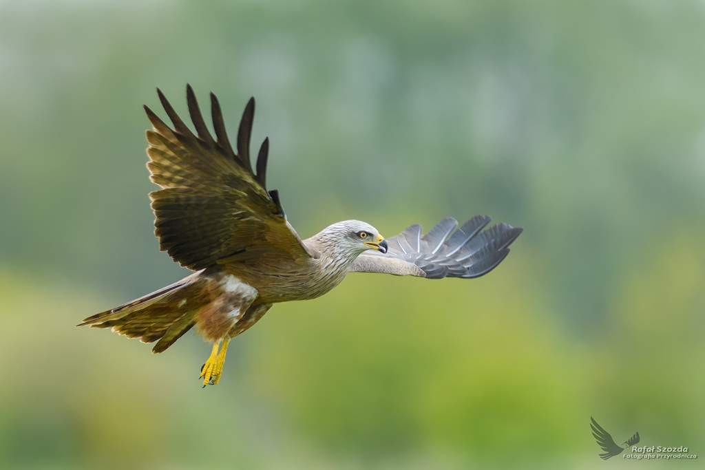 Kania Czarna, Black Kite (Milvus migrans) ... 2017r