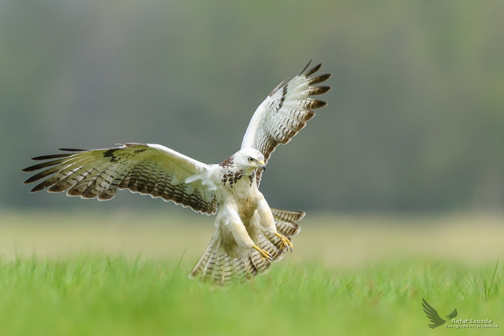 Myszow, Common Buzzard (Buteo buteo) ... 2017r