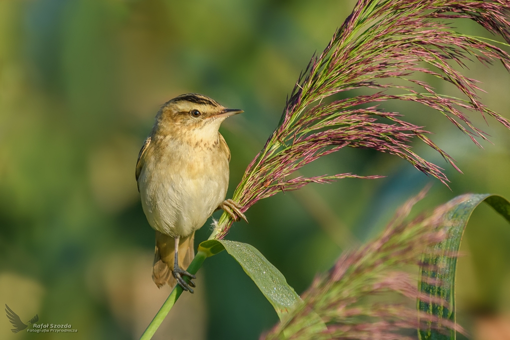 Rokitniczka, Sedge Warbler (Acrocephalus schoenobaenus) ... 2017r