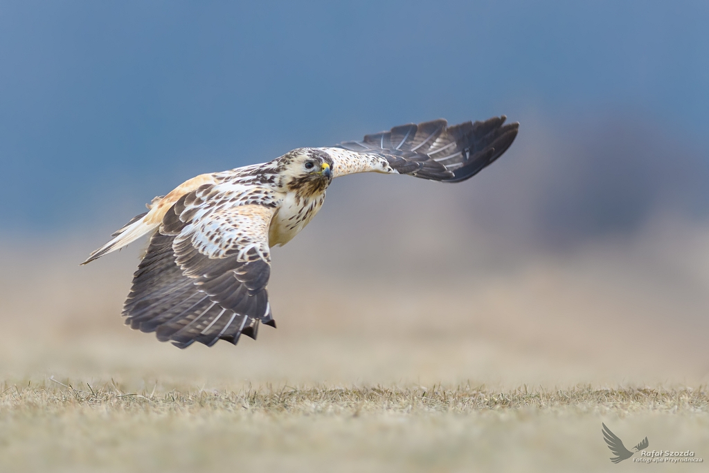Myszow, Common Buzzard (Buteo buteo) ... 2017r