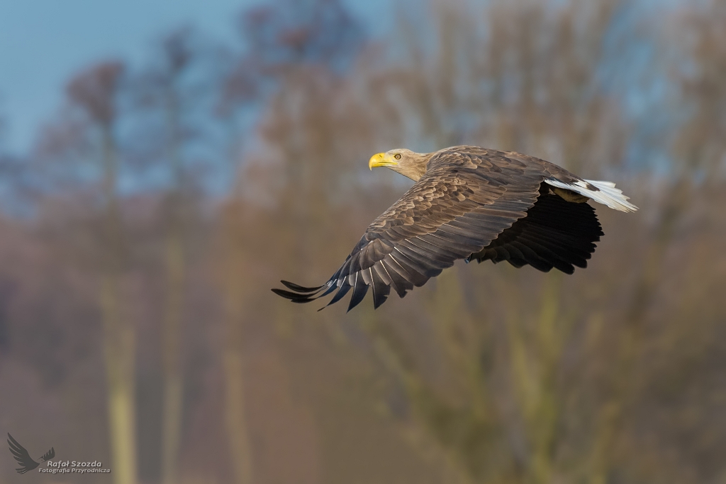 Bielik, White-tailed Eagle (Haliaeetus albicilla) ...