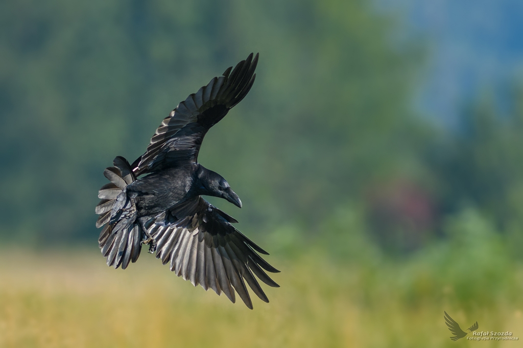 Kruk, Common Raven (Corvus corax) ... 2017r