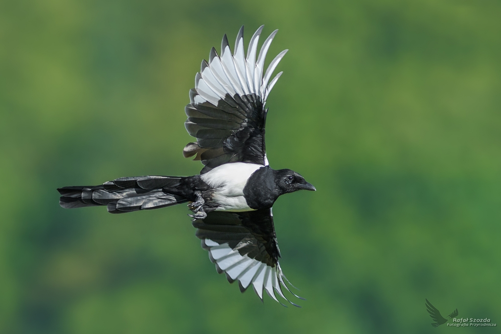 Sroka, Eurasian Magpie (Pica pica) ... 2017r