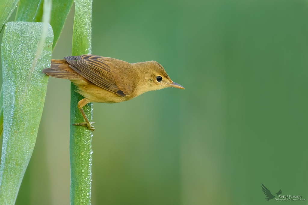 Trzcinniczek, Eurasian Reed-Warbler (Acrocephalus scirpaceus) ... 2017r