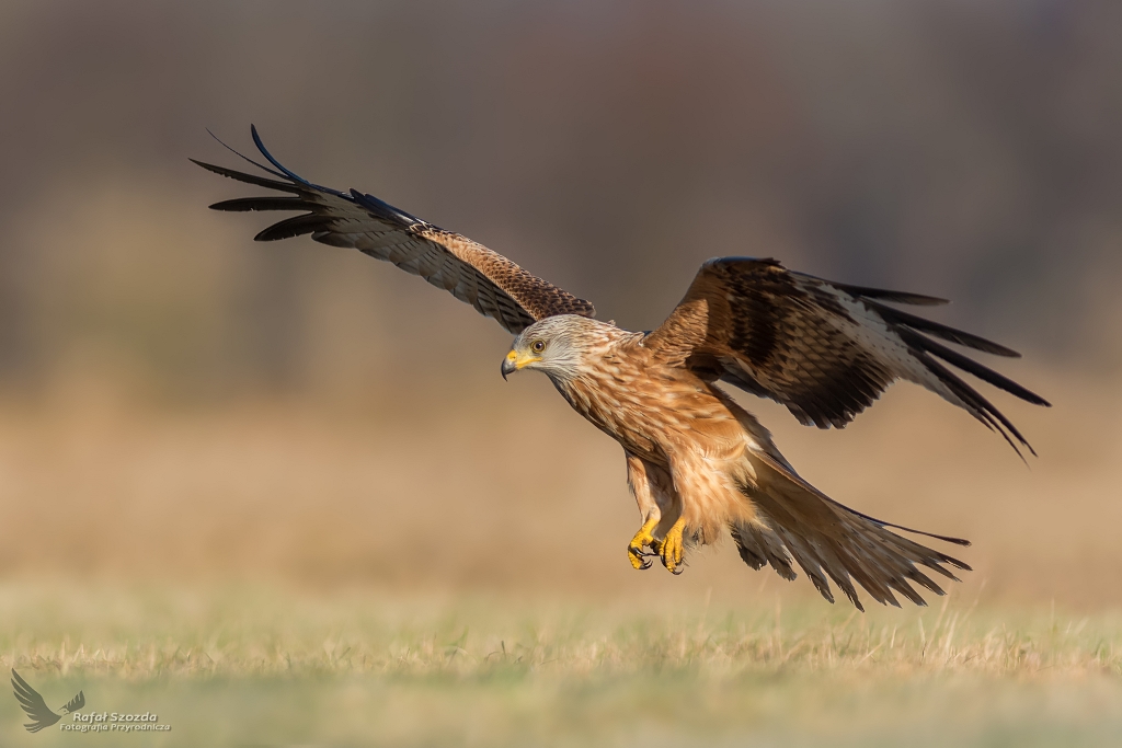 Kania Ruda, Red Kite (Milvus milvus) ... 2017r