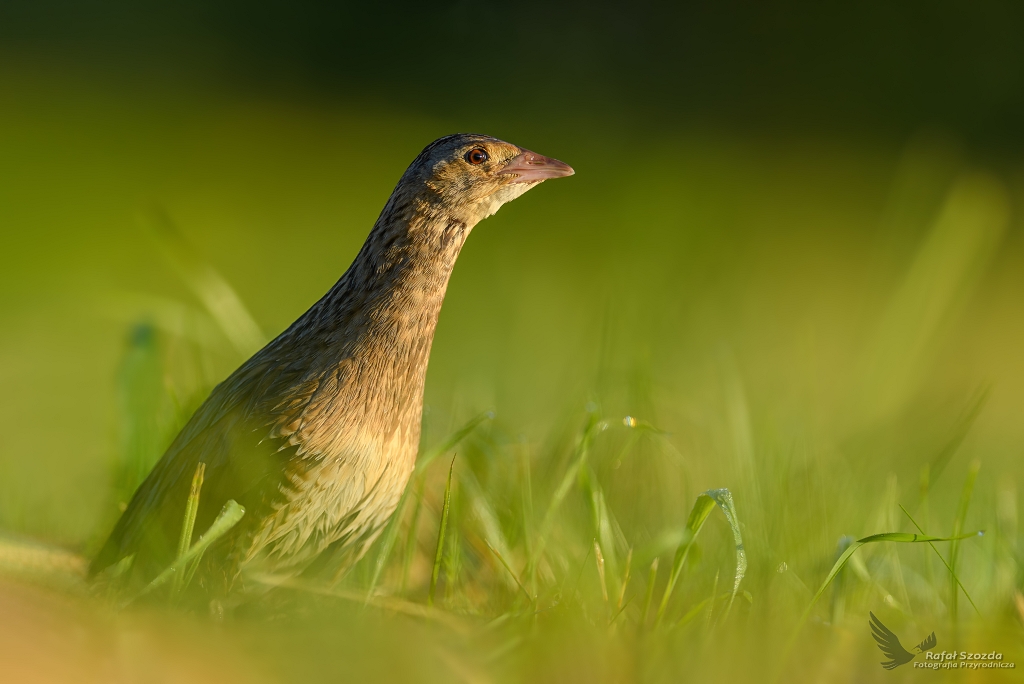 Derkacz, Corn Crake (Crex crex) ... 2017r