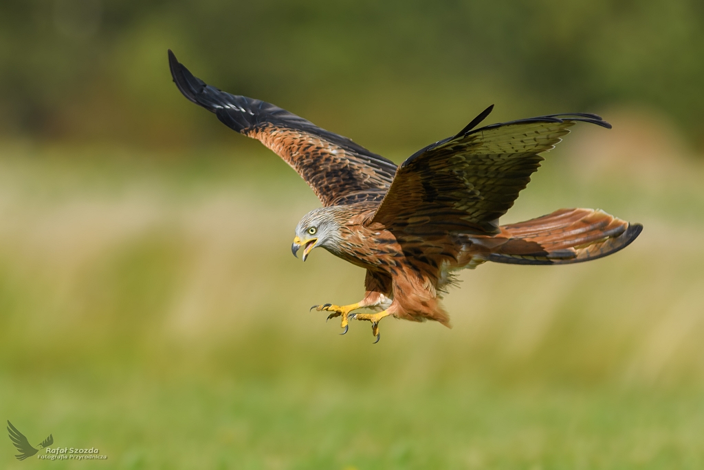 Kania Ruda, Red Kite (Milvus milvus) ... 2017r