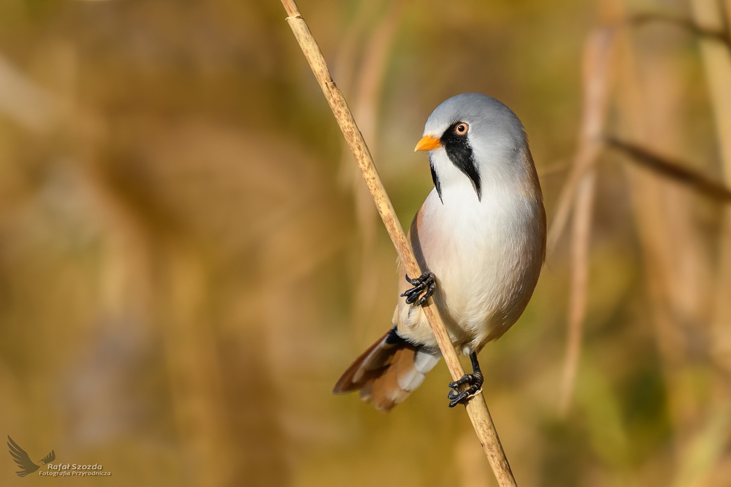 Wsatka, Bearded Parrotbill (Panurus biarmicus) ... 2017r