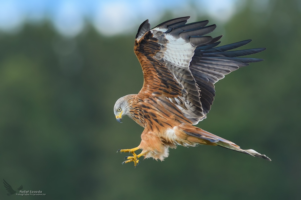 Kania Ruda, Red Kite (Milvus milvus) ... 2017r