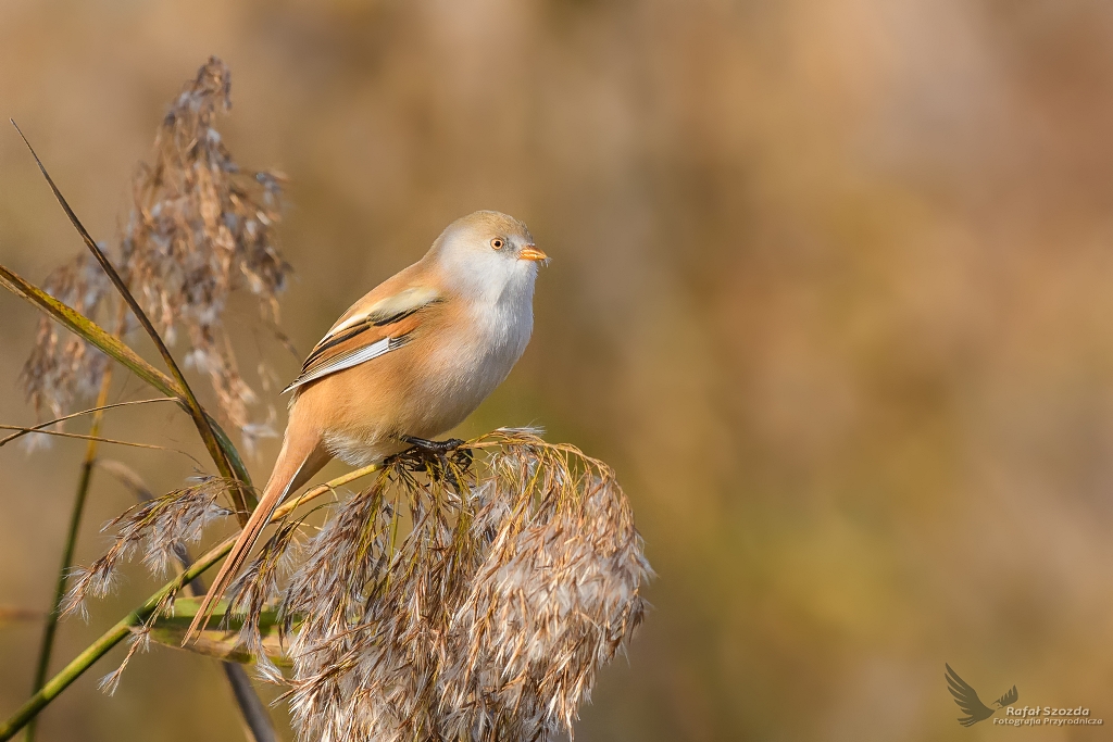 Wsatka - samiczka, Bearded Parrotbill (Panurus biarmicus) ... 2017r