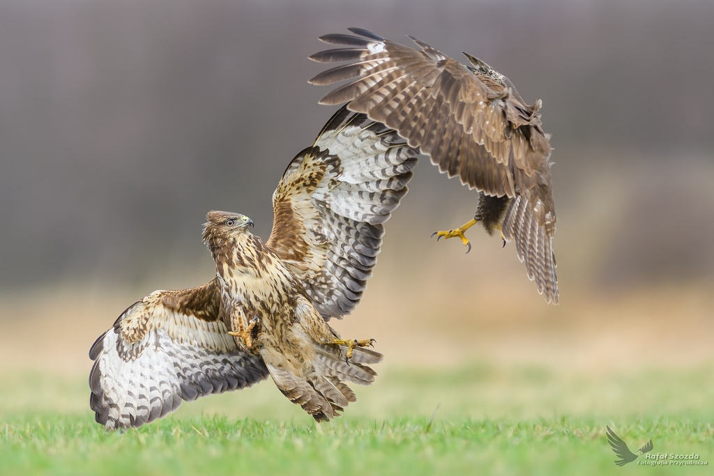 Myszoowy, Common Buzzard (Buteo buteo) ...  2017r
