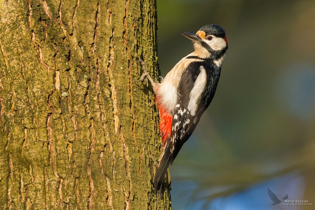 Dzicio Duy, Great Spotted Woodpecker (Dendrocopos major) ...