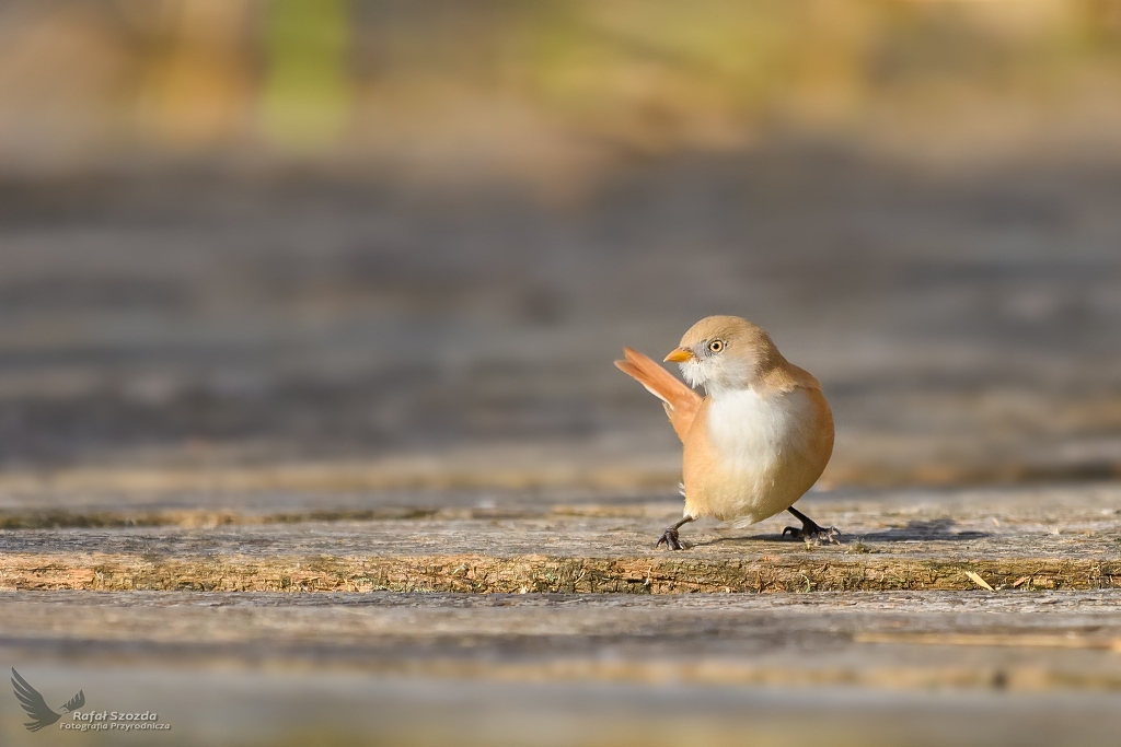 Wsatka - panienka, Bearded Parrotbill (Panurus biarmicus) ... 2017r