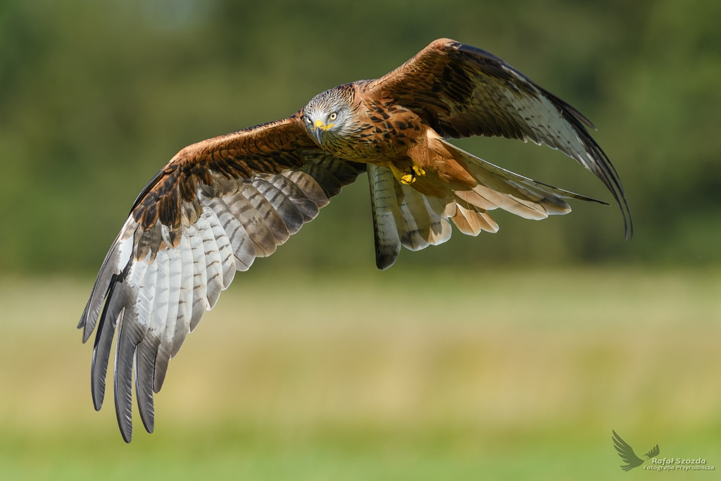 Kania Ruda, Red Kite (Milvus milvus) ... 2017r