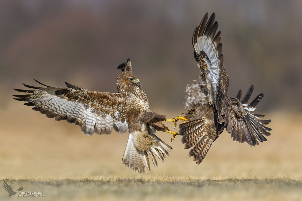 Myszow, Common Buzzard (Buteo buteo) ... 2017r