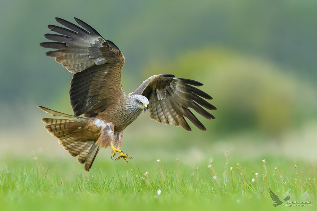 Kania Czarna, Black Kite (Milvus migrans) ... 2017r